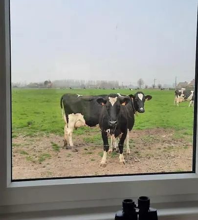 La Vache Au Lit Damme